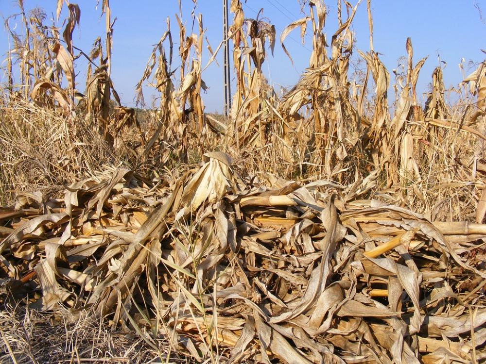 Agriculture Corn Dried Fall Field Stalks Autumn Agriculture Corn Dried Fall Field Stalks Autumn