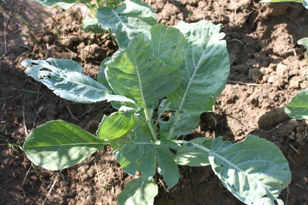 Agriculture Cabbage Culture Garden Green Seedling Agriculture Cabbage Culture Garden Green Seedling