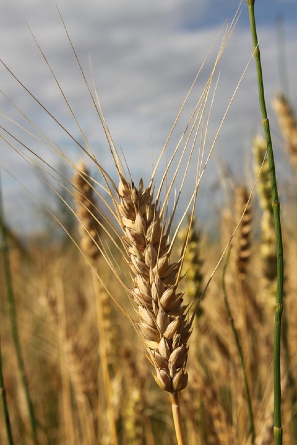 Agriculture Bread Cereals Close-Up Ear Grain Agriculture Bread Cereals Close-Up Ear Grain