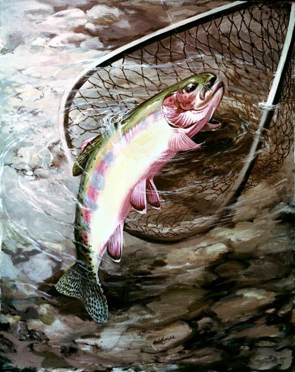 Aguabonita Salmo Fish Golden Trout Fishes Animals Aguabonita Salmo Fish Golden Trout Fishes Animals