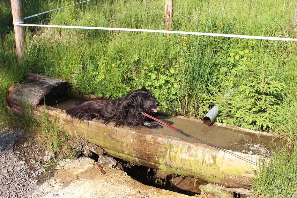 Allgäu Hiking Mountaineering Summer Dog Animal Allgäu Hiking Mountaineering Summer Dog Animal