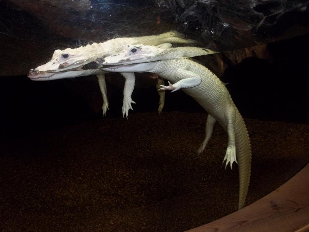 Alligator Aquarium Albino Carnivore Wildlife Alligator Aquarium Albino Carnivore Wildlife