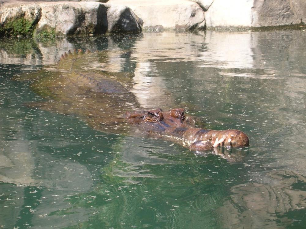 Alligator Crocodile Gator Animals The National Park Alligator Crocodile Gator Animals The National Park