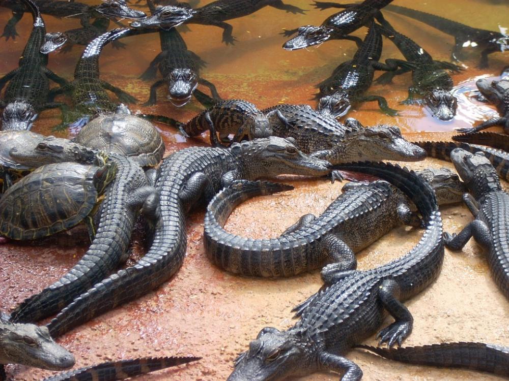 Alligators Swamp Everglades Turtles Heap Wildlife Alligators Swamp Everglades Turtles Heap Wildlife