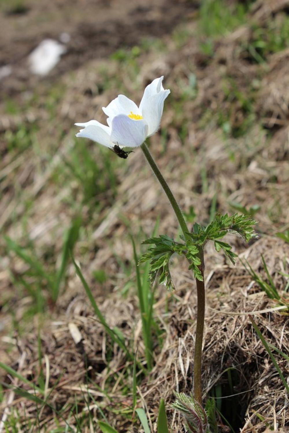 Almblume Alpine Flower Pasqueflower Pasque Flower Almblume Alpine Flower Pasqueflower Pasque Flower