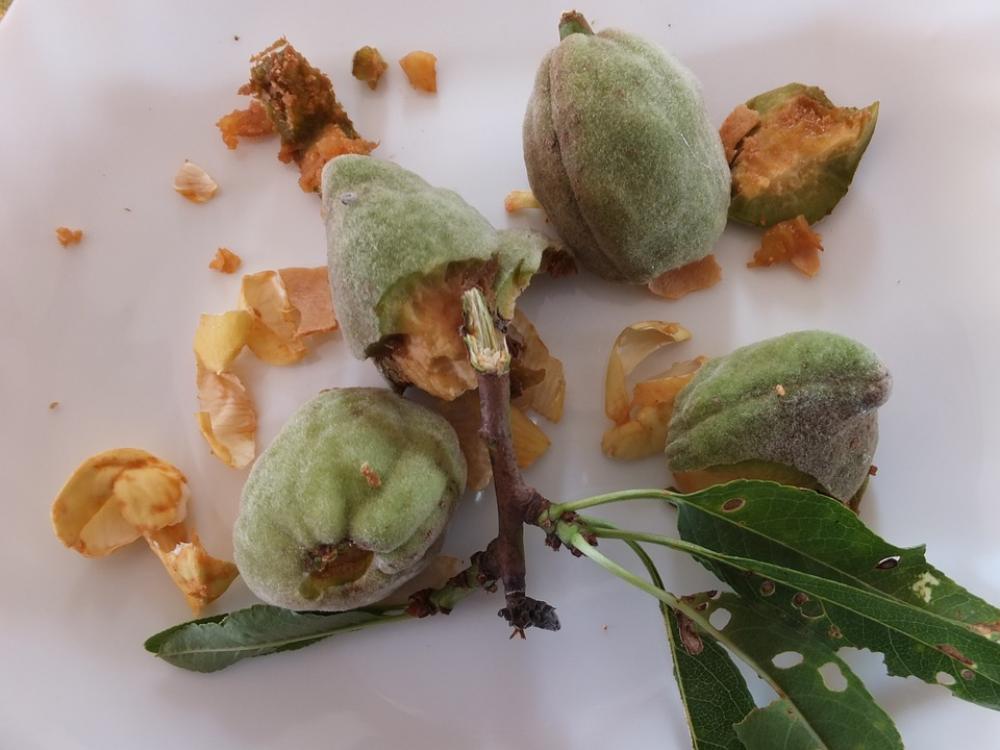 Almond The End Of The Meal Barks Skins Trash Green Almond The End Of The Meal Barks Skins Trash Green