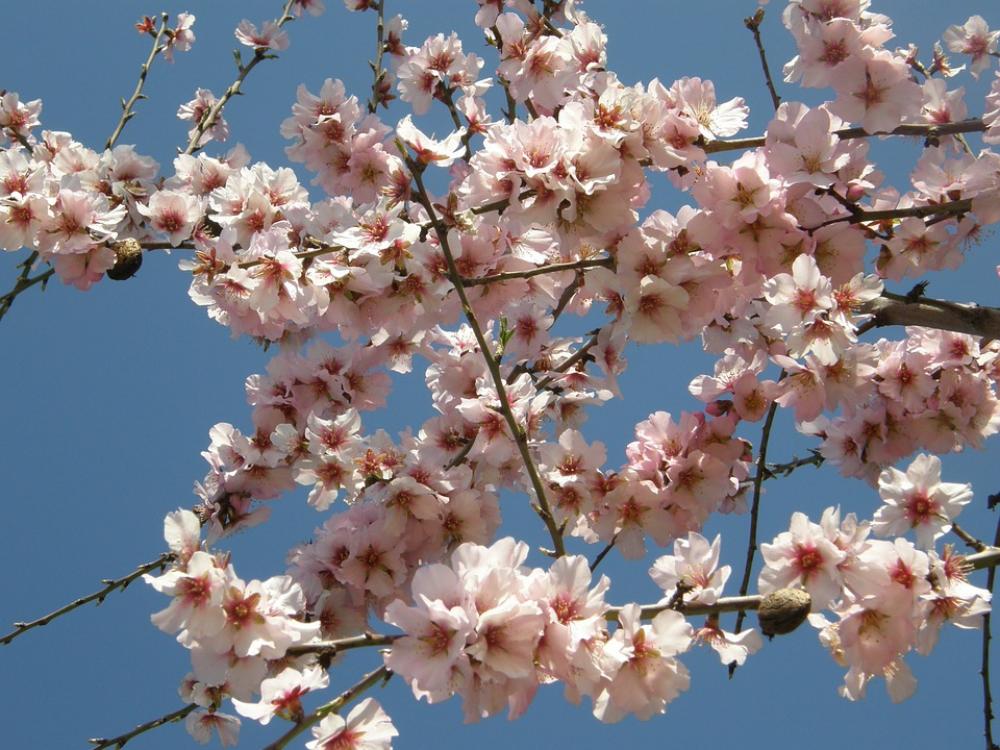 Almond Blossom Flowers Pink Almond Blossom Flowers Pink