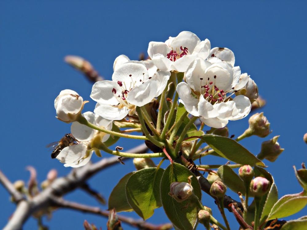 Almond Flower Flowers Field Sky Almond Tree Nature Almond Flower Flowers Field Sky Almond Tree Nature