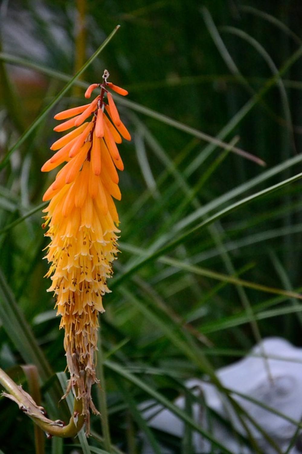 Aloe Flower Orange Asphodelus Family Asphodeloideae Aloe Flower Orange Asphodelus Family Asphodeloideae