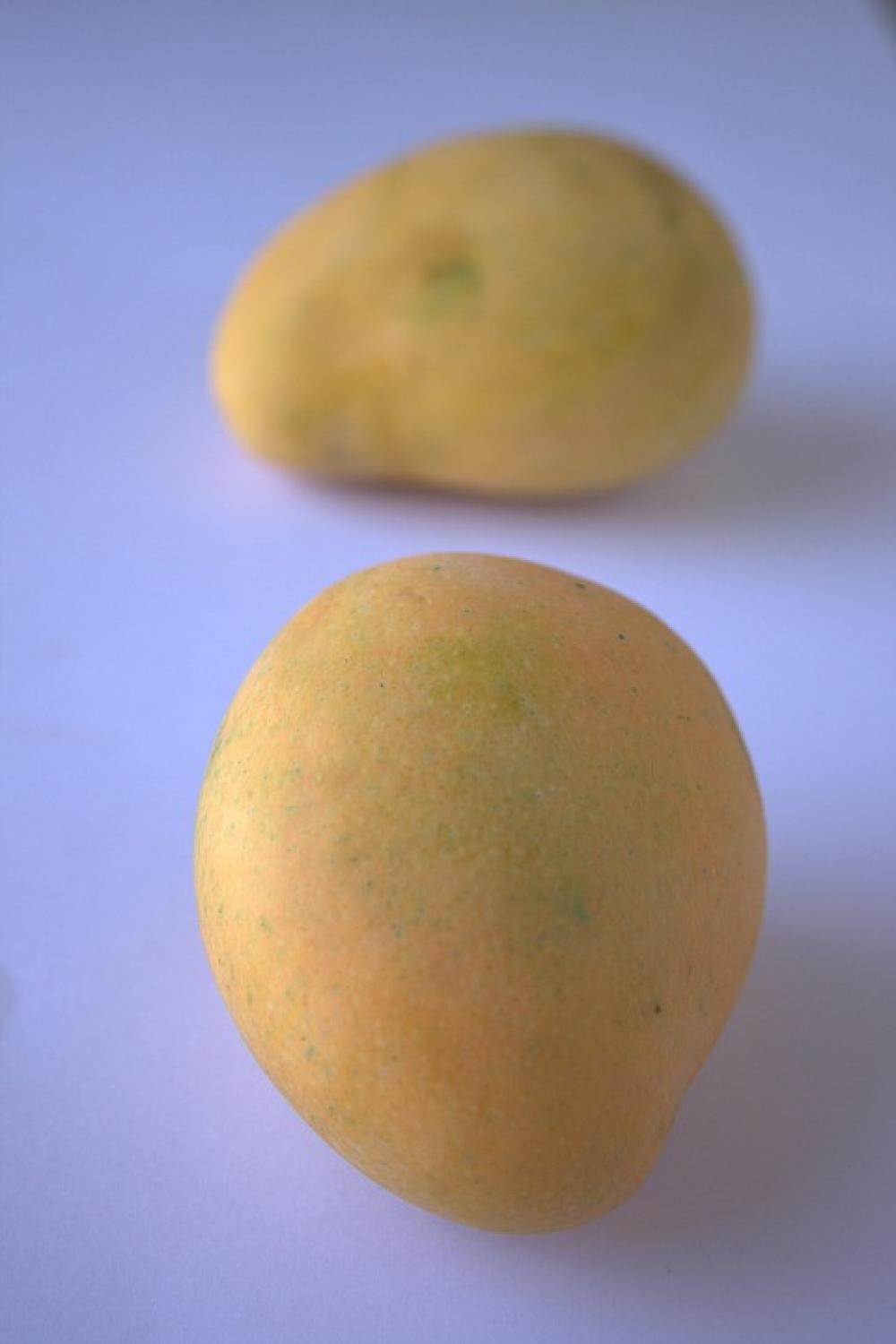 Alphonso Mango Mango Sweet Tasty Alphonso Yellow Alphonso Mango Mango Sweet Tasty Alphonso Yellow