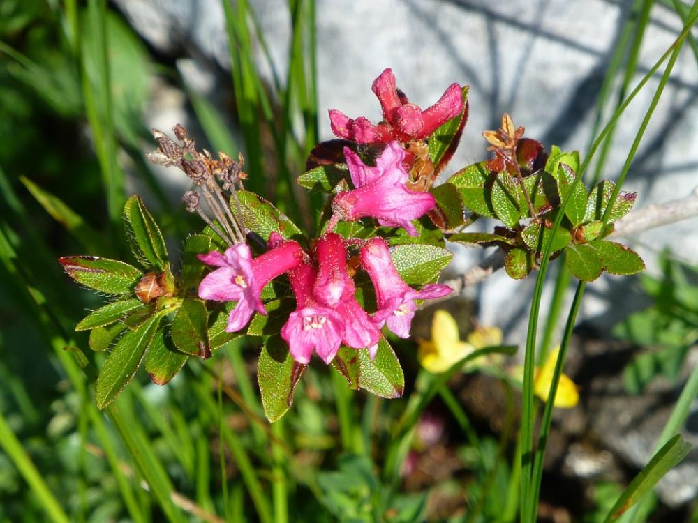 Alpine Flower Austria Mountains Almrausch Pink Alpine Flower Austria Mountains Almrausch Pink