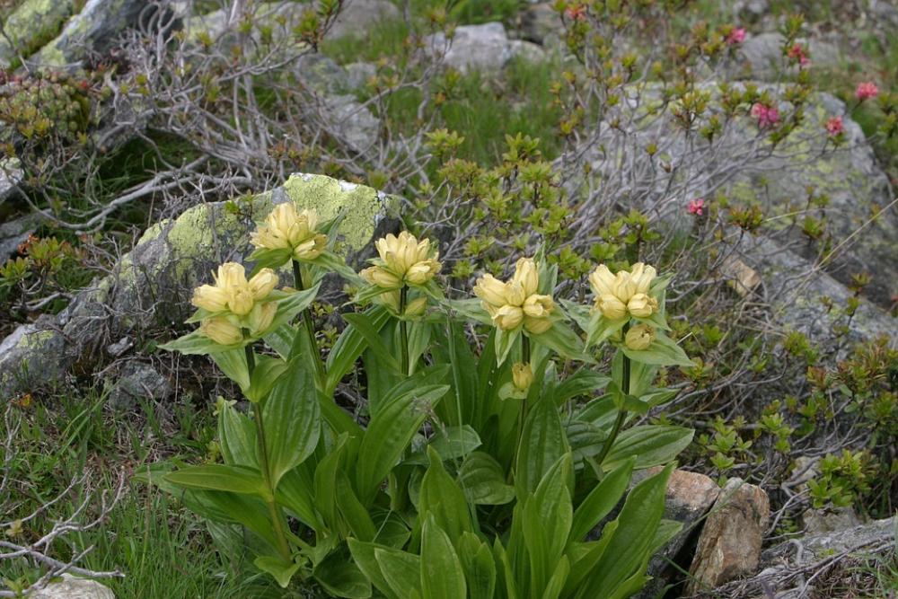 Alpine Flowers Flowers South Tyrol Dolomites Alpine Flowers Flowers South Tyrol Dolomites