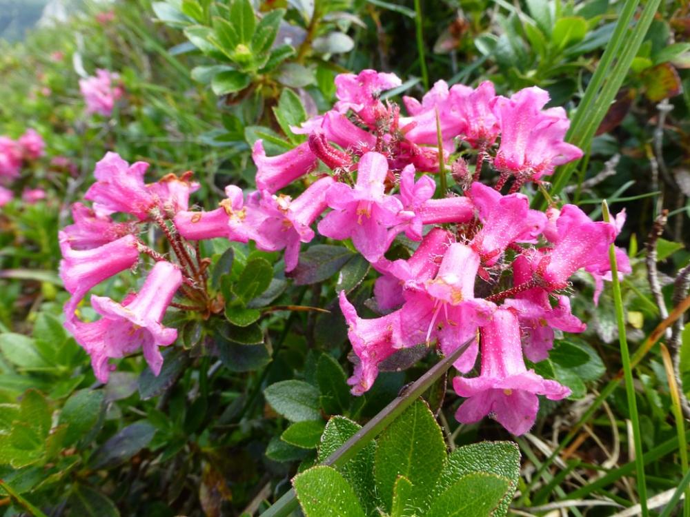 Alpine Rose Blossom Bloom Almrausch Mountain Flower Alpine Rose Blossom Bloom Almrausch Mountain Flower