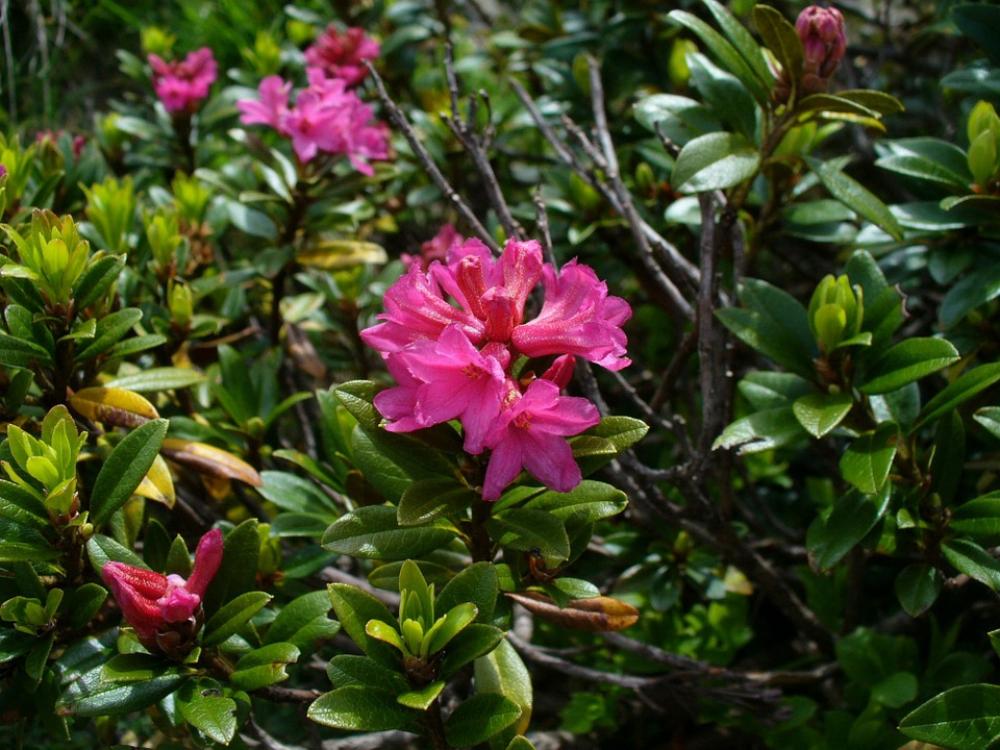 Alpine Roses Almenrausch Flowers Alpine Roses Almenrausch Flowers