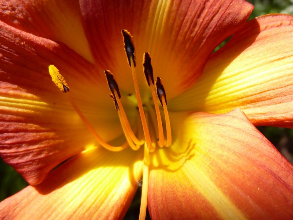 Amarillis Flower Blossom Bloom Flowering Stems Amarillis Flower Blossom Bloom Flowering Stems