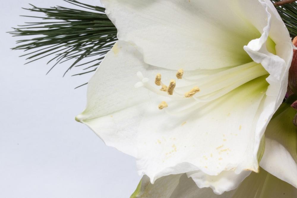 Amaryllis Flower Plant Botany Close Up Amaryllis Flower Plant Botany Close Up