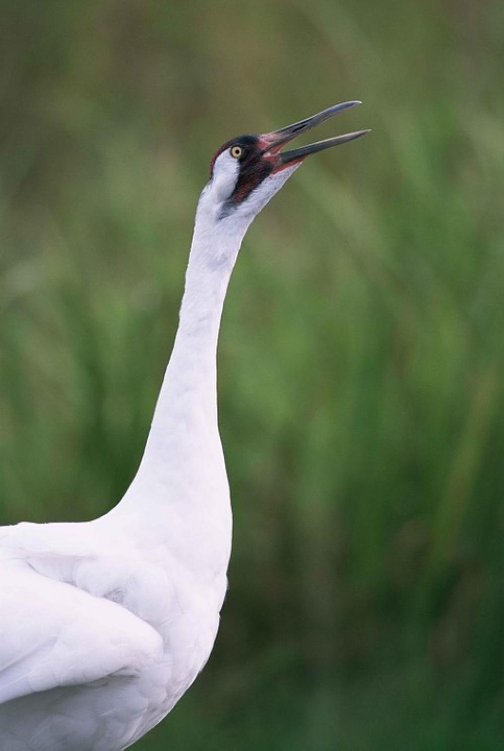 Americana Grus Head Crane Whooping Cranes Birds Americana Grus Head Crane Whooping Cranes Birds