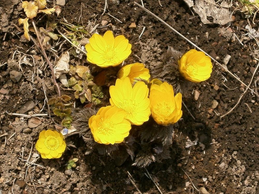 Amur Adonis Far East Amur Adonis Flowers Yellow Amur Adonis Far East Amur Adonis Flowers Yellow