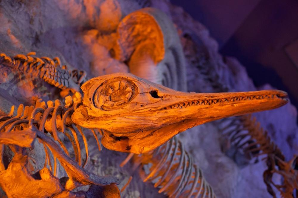 Ancient Animal Archeology Bone Dead Dinosaur Ancient Animal Archeology Bone Dead Dinosaur