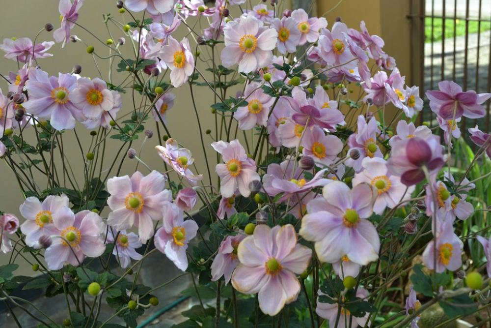 Anemonae Japonica Flowers Autumn Anemonae Japonica Flowers Autumn