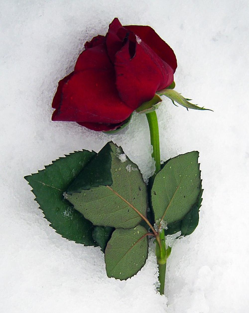 Anemone Blanda Roses Red Snow Ice Winter Anemone Blanda Roses Red Snow Ice Winter