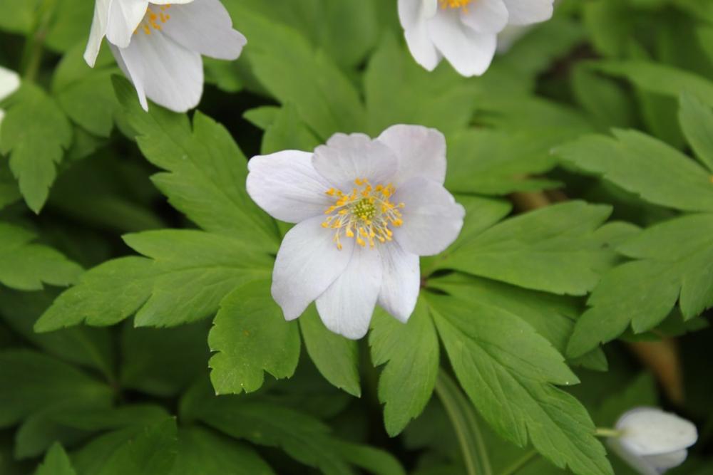 Anemone Nemorosa Spring Flower Green Plant Nature Anemone Nemorosa Spring Flower Green Plant Nature
