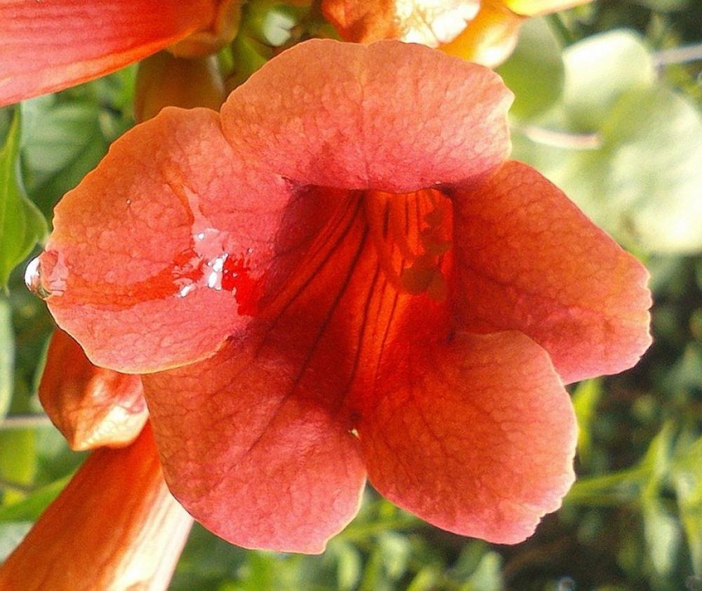 Angel Trumpet Flower Plant Angel Trumpet Flower Plant