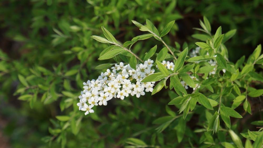 Angervo White Blossom Buds Flower Bush Angervo White Blossom Buds Flower Bush