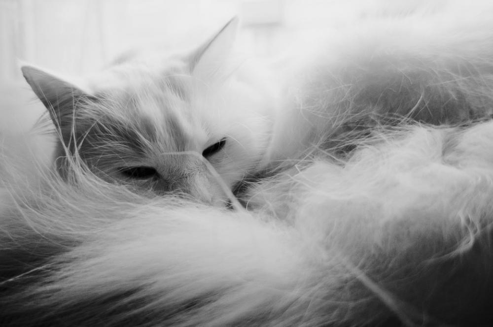Animal Mammal Cat Animal Mammal Cat