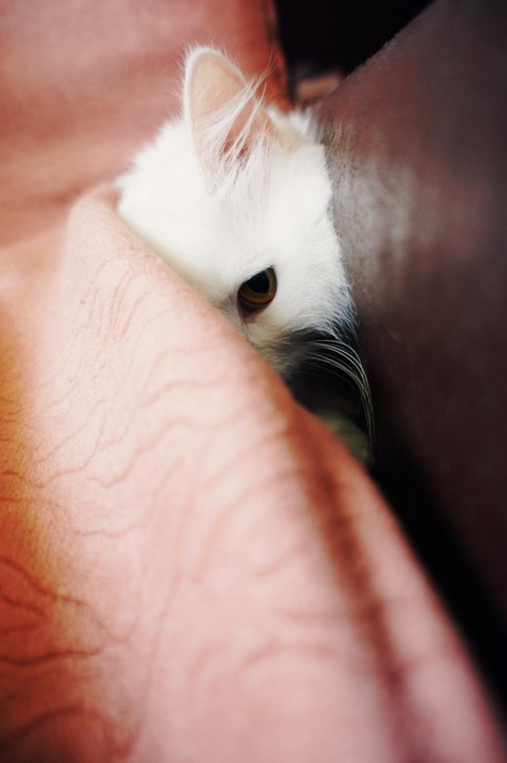 Animal Cat Mammal Animal Cat Mammal