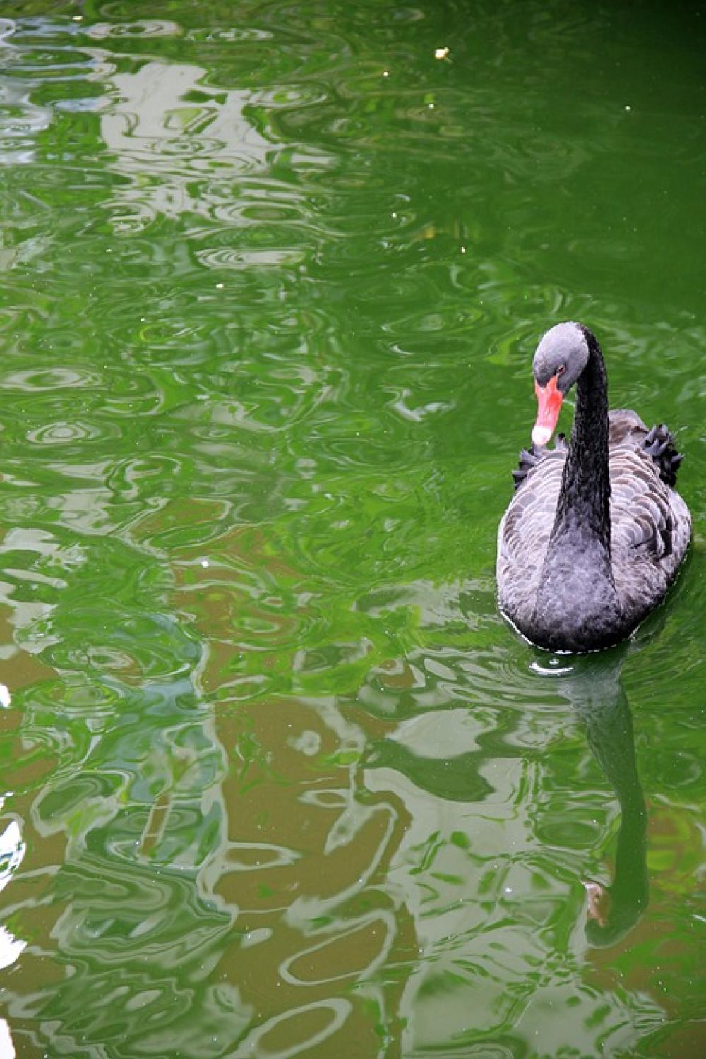 Animal Swan Black Lake Water Watercolor Green Animal Swan Black Lake Water Watercolor Green