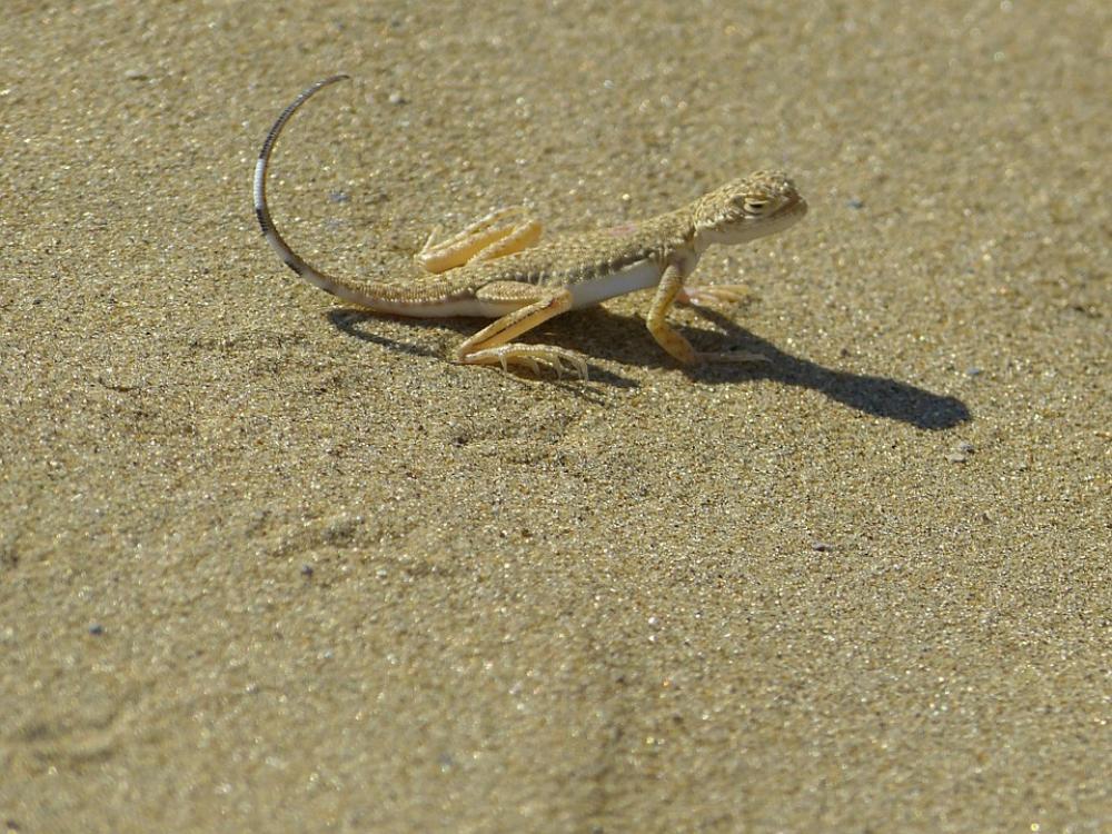 Animal Lizard Disguised Sand Reptile Animal Lizard Disguised Sand Reptile