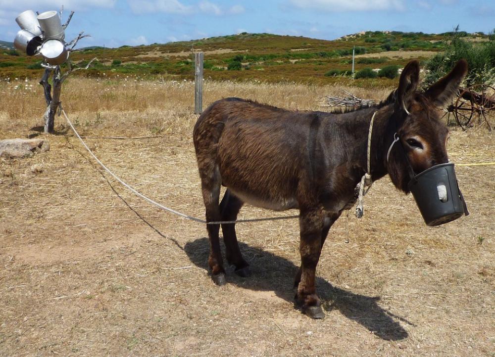 Animal Donkey Italy Rural Bauer Agriculture Animal Donkey Italy Rural Bauer Agriculture