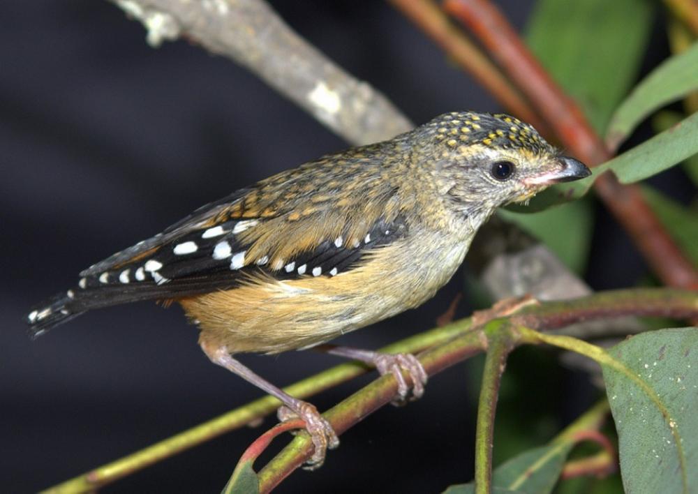 Animal Birds Pardalote Spotted Australia Animal Birds Pardalote Spotted Australia