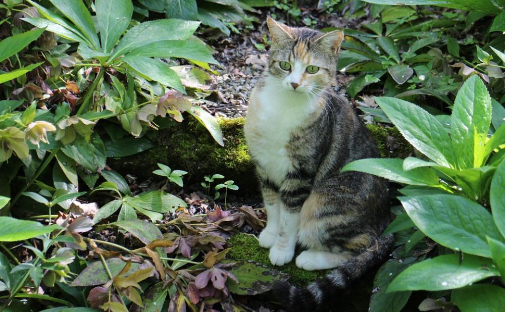 Animal Cat Anxious Curious Hidden Cat'S Eyes Animal Cat Anxious Curious Hidden Cat'S Eyes