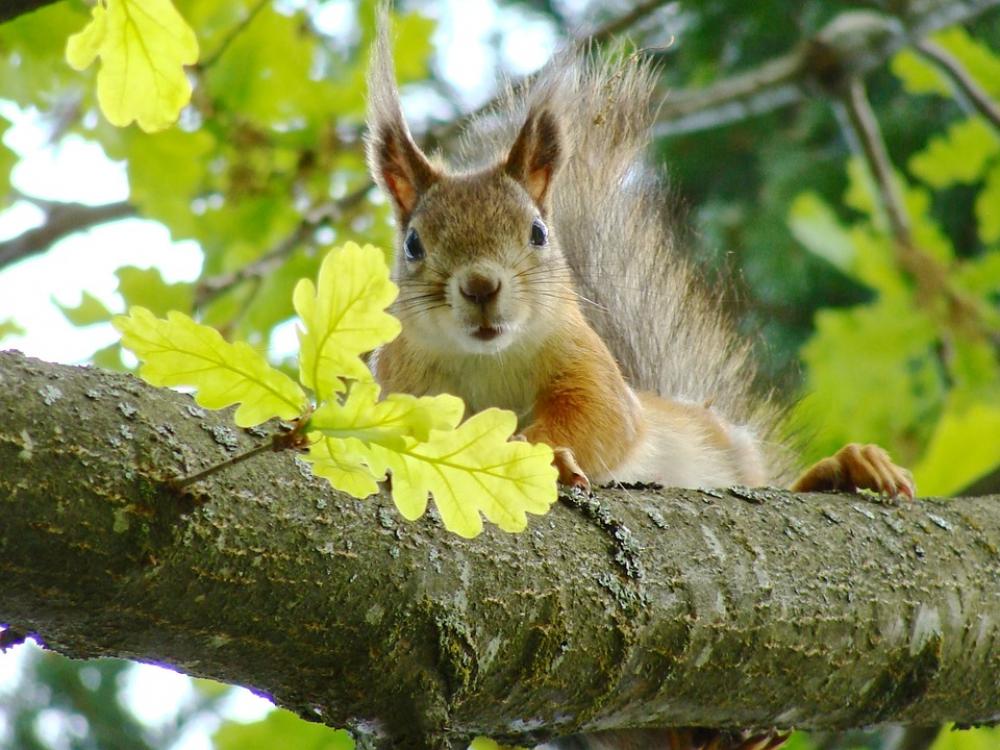 Animal Small Hairy Squirrel Tree Animal Small Hairy Squirrel Tree