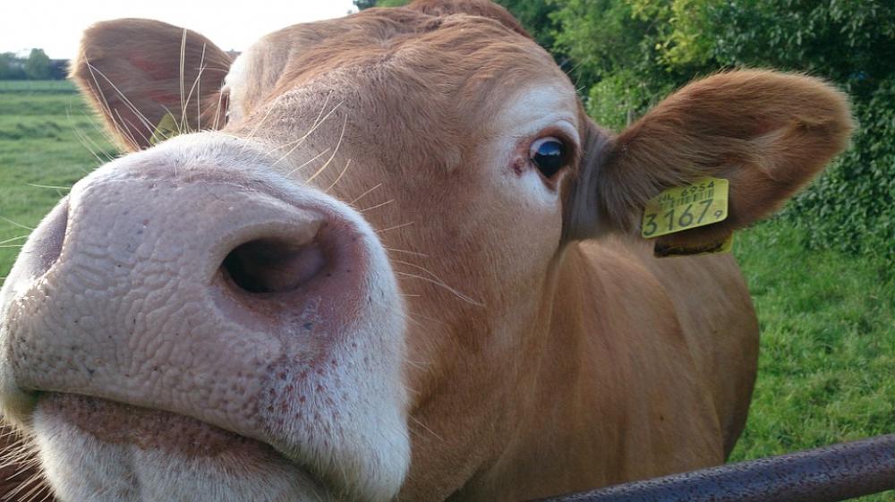 Animal Cow Curiosity Head Meadow Fur Livestock Animal Cow Curiosity Head Meadow Fur Livestock