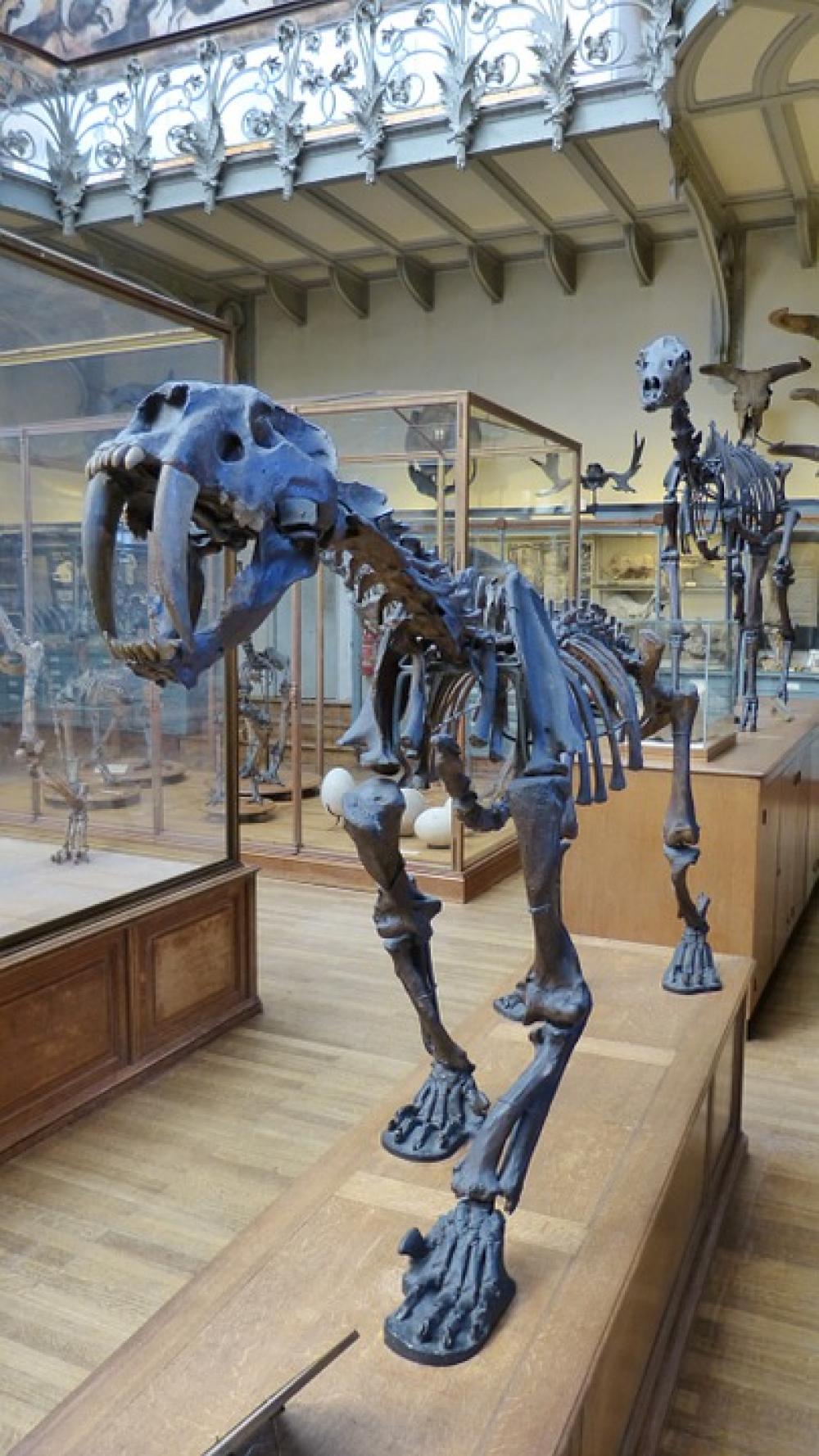Animal Urtier Tiger Saber-Toothed Tiger Skeleton Animal Urtier Tiger Saber-Toothed Tiger Skeleton