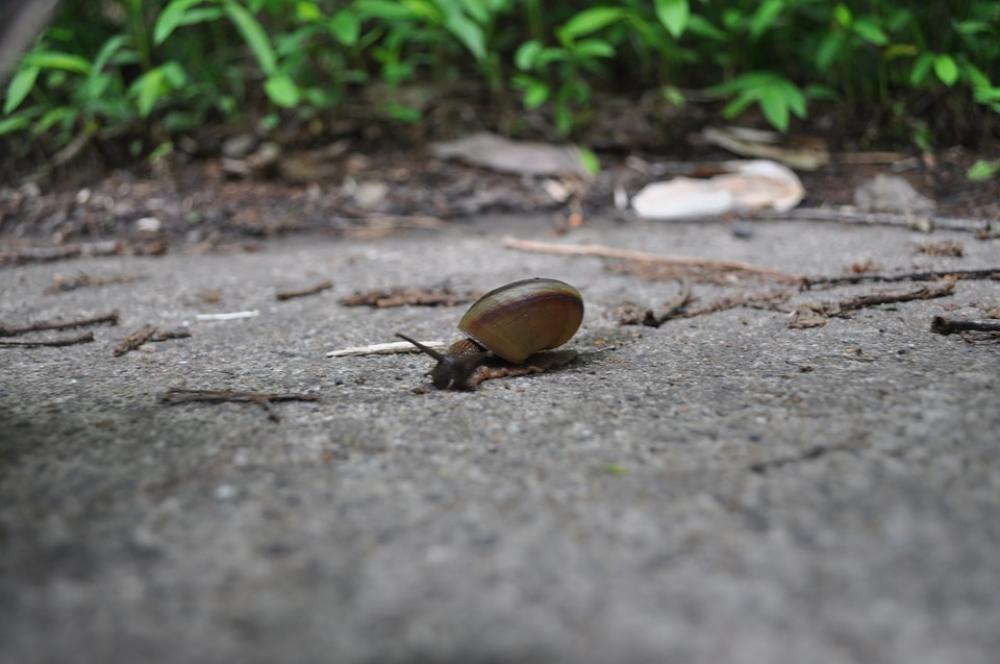 Snail Animal Forest Snail Animal Forest