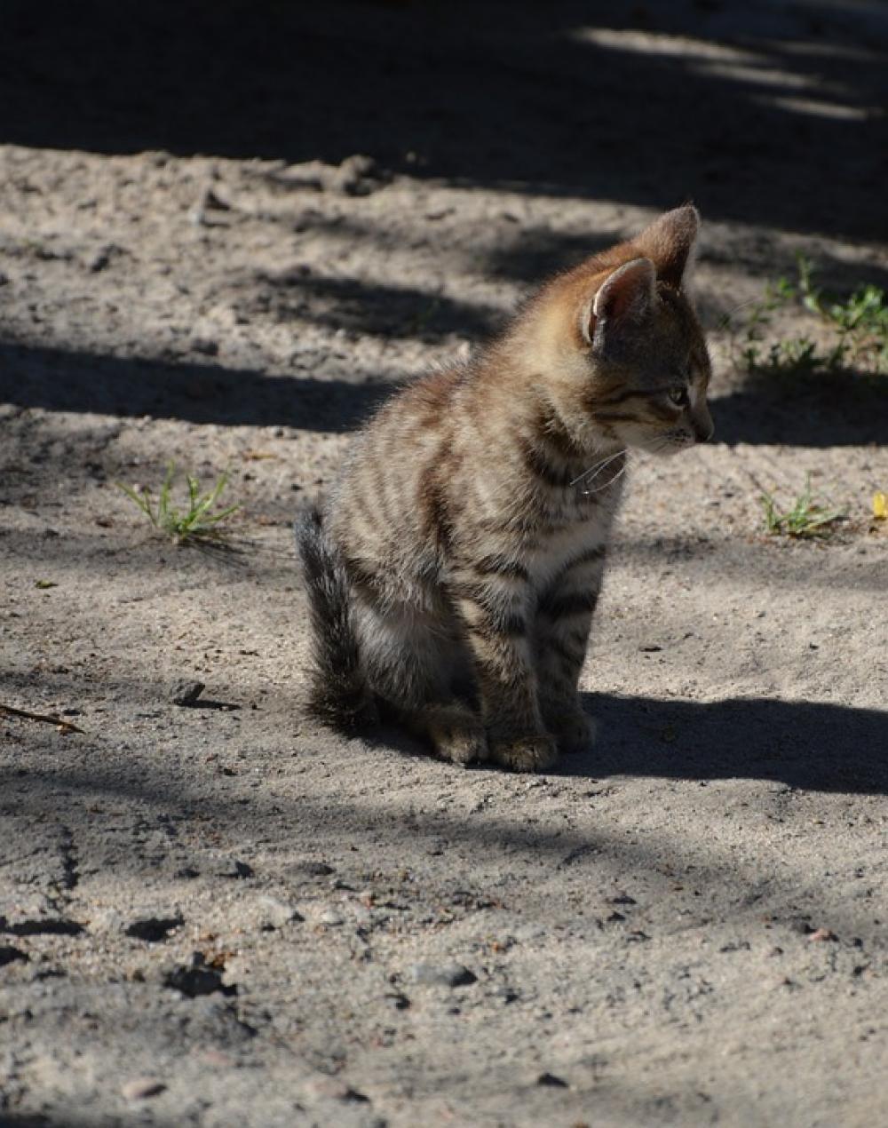 Animal Cat Kitten A Young Kitten Animal Cat Kitten A Young Kitten