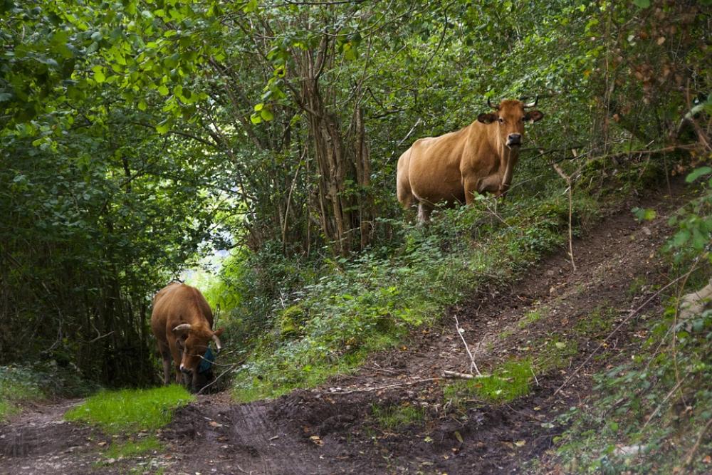 Animal Cow Forest Agriculture Grass Green Rural Animal Cow Forest Agriculture Grass Green Rural