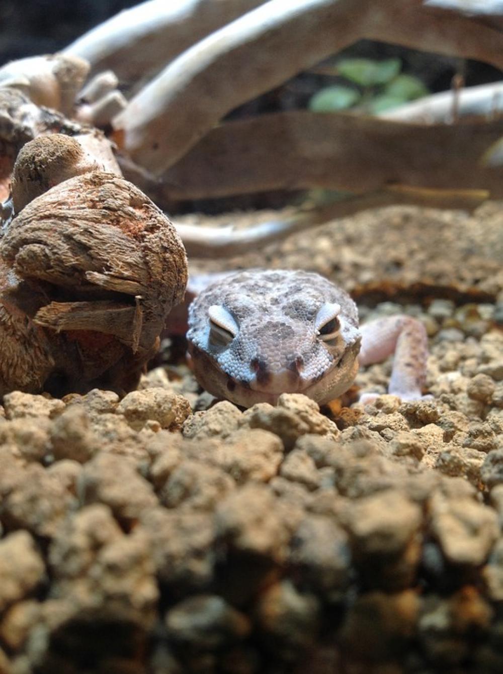 Animal Lizard Smile Wink Cute Animal Lizard Smile Wink Cute