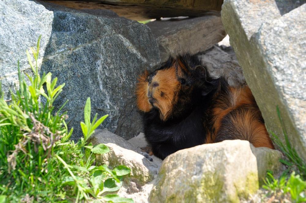 Animal Guinea Pig Nature Animal Guinea Pig Nature