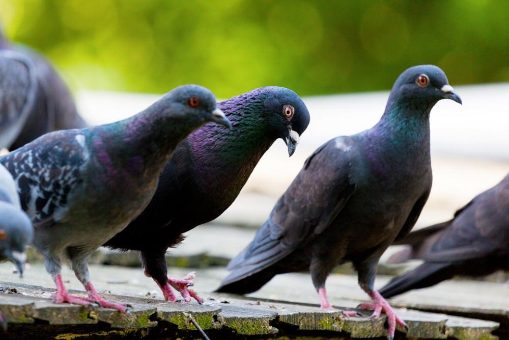 Animal Bird Feather Pigeon Pigeons Roof Standing Animal Bird Feather Pigeon Pigeons Roof Standing