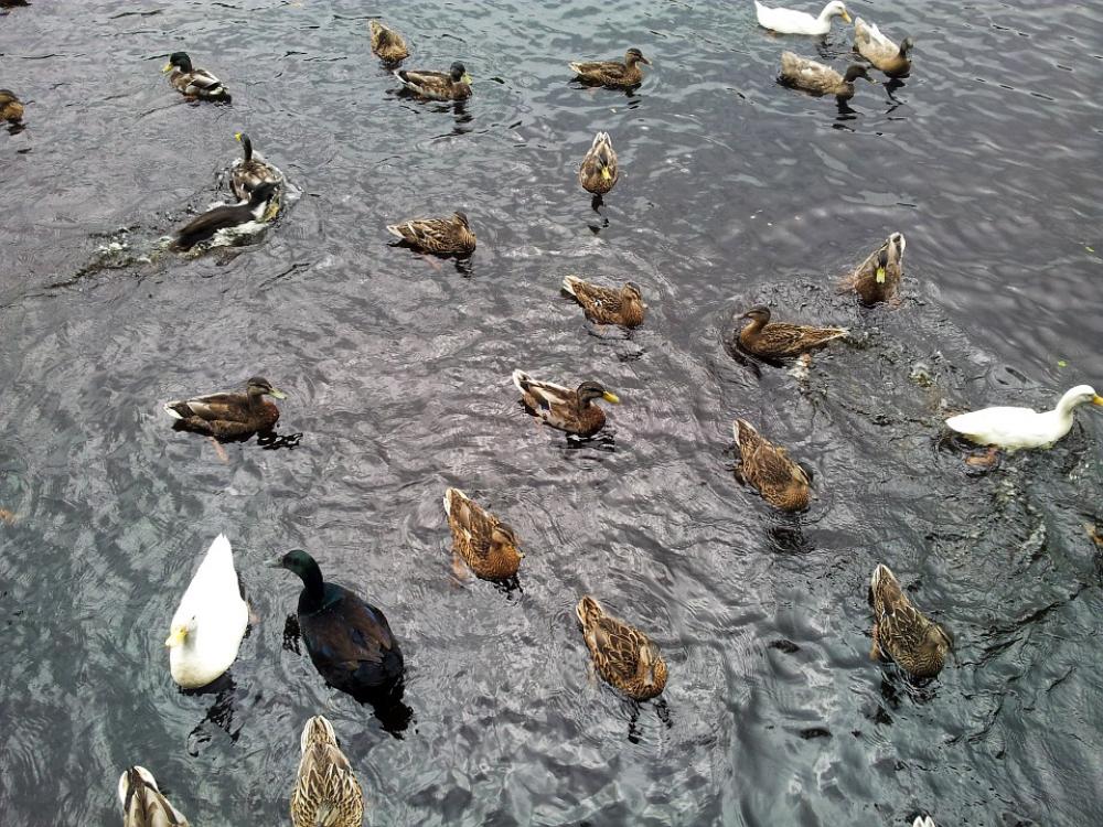 Animal Bird Duck Ducks Fowl Group Lake Mallard Animal Bird Duck Ducks Fowl Group Lake Mallard