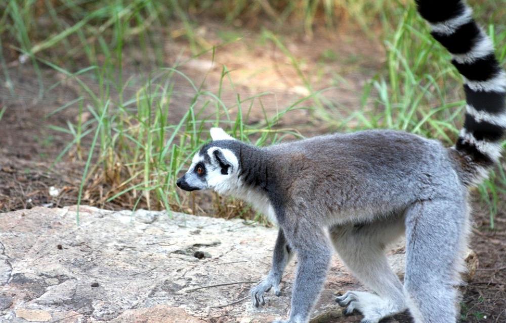 Animal Black And White Catta Creature Lemur Animal Black And White Catta Creature Lemur