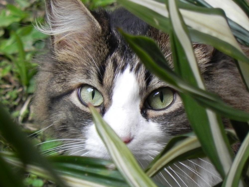 Animals Face Cat Animals Face Cat