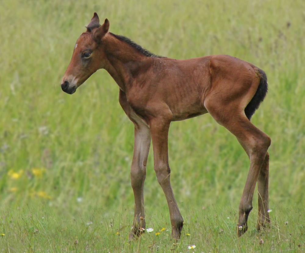 Animals Horse Foal Bai French Saddle Animals Horse Foal Bai French Saddle