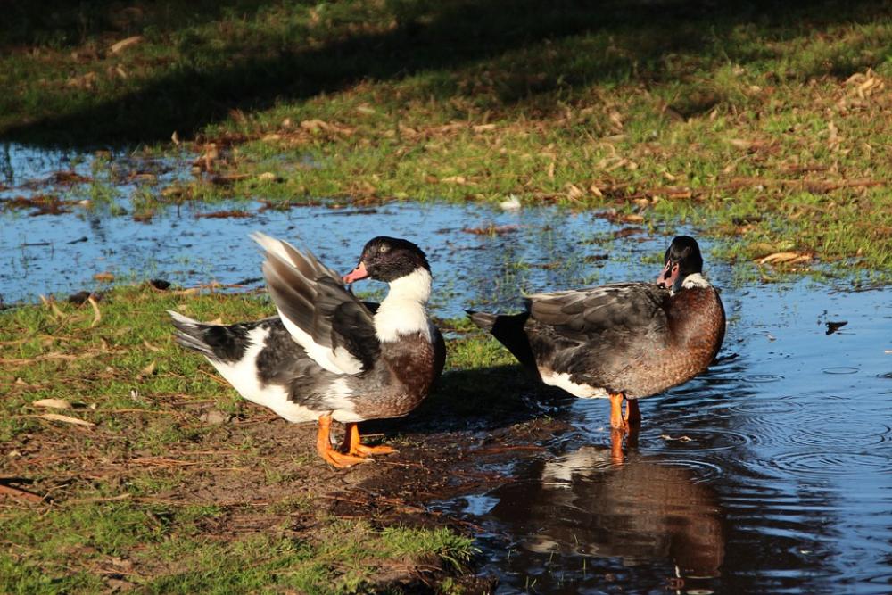 Animals Ducks Countryside Animals Ducks Countryside