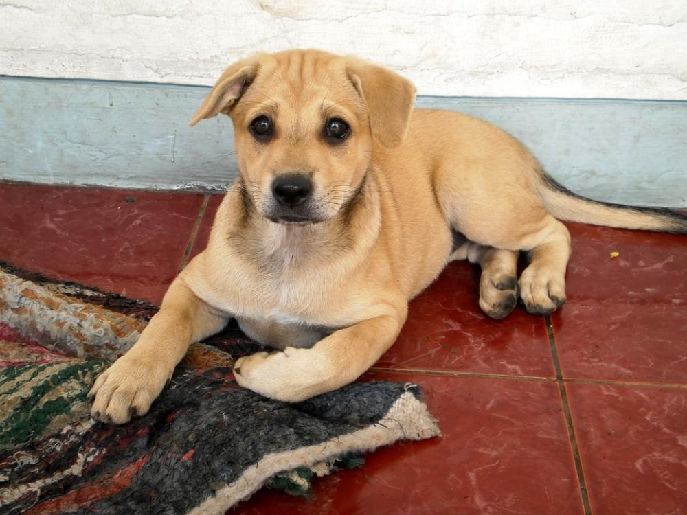 Animals Dog Puppy Funny Animals Dog Puppy Funny